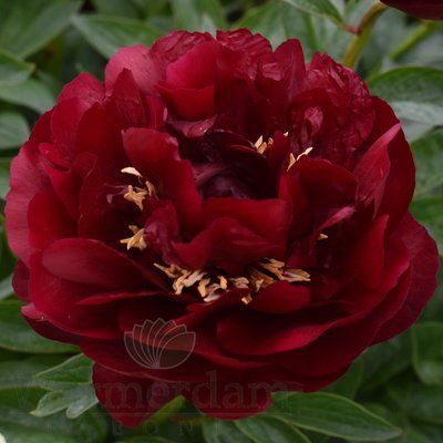 Buckeye Belle 3/5 0354 фото