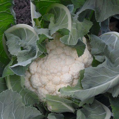 Гудмен BZ, 2.500 шт, Bejo Zaden (Нідерланди) 1296 фото