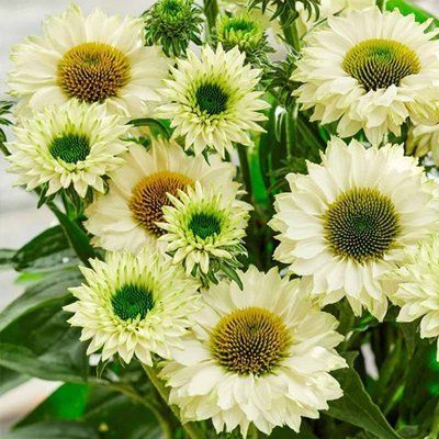 SunSeekers  White Perfection 3030 фото