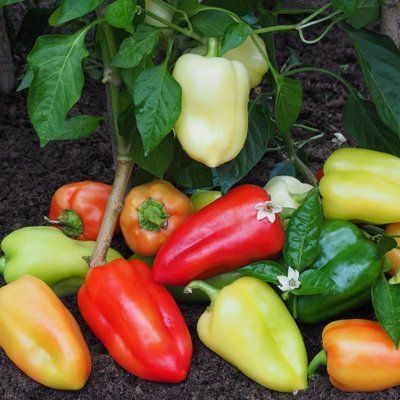 Цинтія F1, червоний 10 шт, Moravo seeds (Чехія) 1200 фото