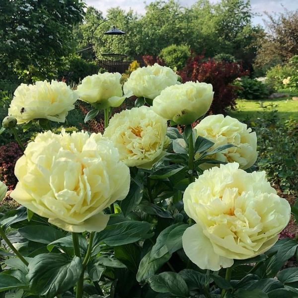 Lemon Chiffon 3/5 0003 фото