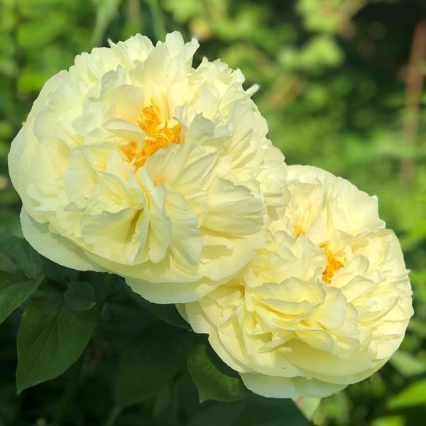 Lemon Chiffon 3/5 0003 фото