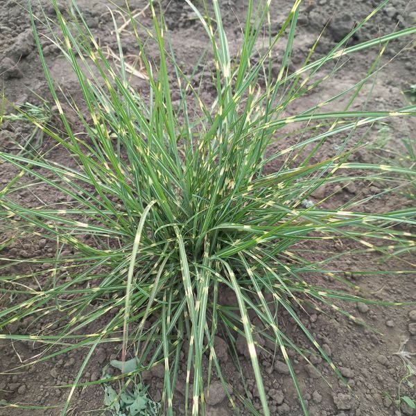 Міскантус китайський Little Zebra 0104 фото
