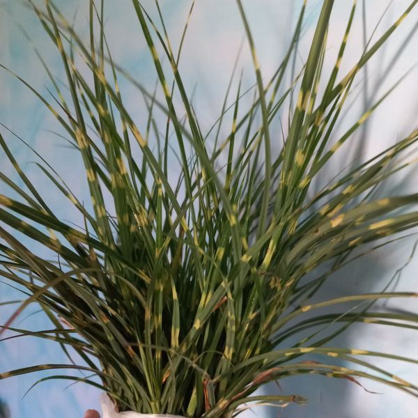 Міскантус китайський Little Zebra 0104 фото