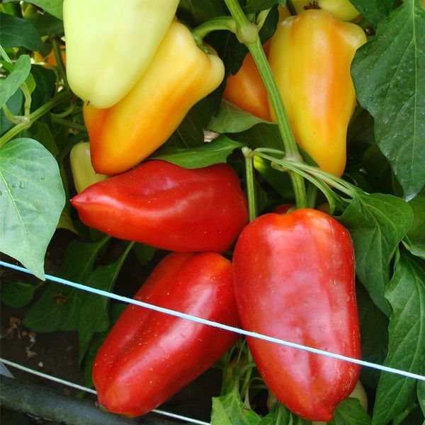 Цинтія F1, червоний 10 шт, Moravo seeds (Чехія) 1200 фото