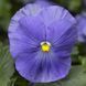 Дельта F1 light blue 100 шт, Syngenta Flowers, Нідерланди 1493 фото