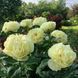 Lemon Chiffon 3/5 0003 фото 2
