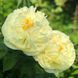 Lemon Chiffon 3/5 0003 фото 3