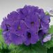 Лібре F1 deep blue 100 шт,Syngenta Flowers, Нідерланди 1936 фото