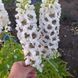 Магічний Фонтан white dark bee 200 шт, Benary, Німеччина 1050 фото