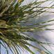 Міскантус китайський Little Zebra 0104 фото 3