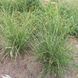 Міскантус китайський Little Zebra 0104 фото 5