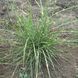 Міскантус китайський Little Zebra 0104 фото 2