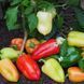 Цинтія F1, червоний 10 шт, Moravo seeds (Чехія) 1200 фото 1
