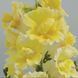 Твінні F1 lemon 100 шт низ., махр, Hem Genetics, Нідерланди 1686 фото
