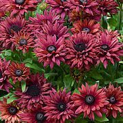 Рудбекія Flamenco True Red 0255 фото