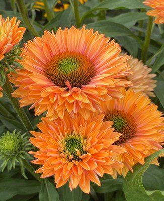 SunSeekers  Pumpkin Pie 3031 фото