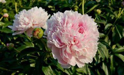 Chiffon Parfait 3/5 0355 фото