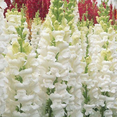 Опус F1 білий 100 шт, на зріз, Syngenta Flowers, Нідерланди 1640 фото