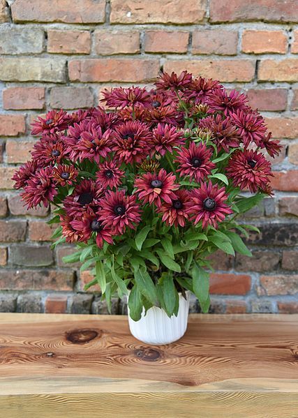 Рудбекія Flamenco True Red 0255 фото