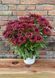 Рудбекія Flamenco True Red 0255 фото 2