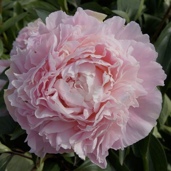 Chiffon Parfait 3/5 0355 фото