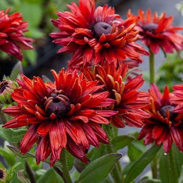 Рудбекія Flamenco True Red 0255 фото
