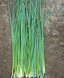 Шнітт цибуля на зелень, 1 г, Hem Zaden, Нідерланди 1347 фото 1