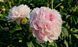 Chiffon Parfait 3/5 0355 фото 1