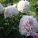 Chiffon Parfait 3/5 0355 фото 3