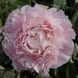 Chiffon Parfait 3/5 0355 фото 2