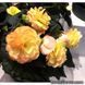 Лімітлесс F1 сансет 100 драже,Syngenta Flowers, Нідерланди 2182 фото