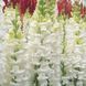 Опус F1 білий 100 шт, на зріз, Syngenta Flowers, Нідерланди 1640 фото