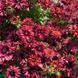 Рудбекія Flamenco True Red 0255 фото 1
