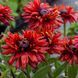 Рудбекія Flamenco True Red 0255 фото 3