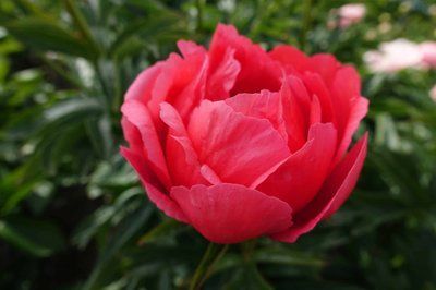 Coral Magic 3/5 0356 фото