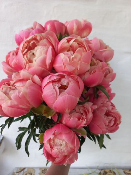 Coral charm 3/5 0005 фото