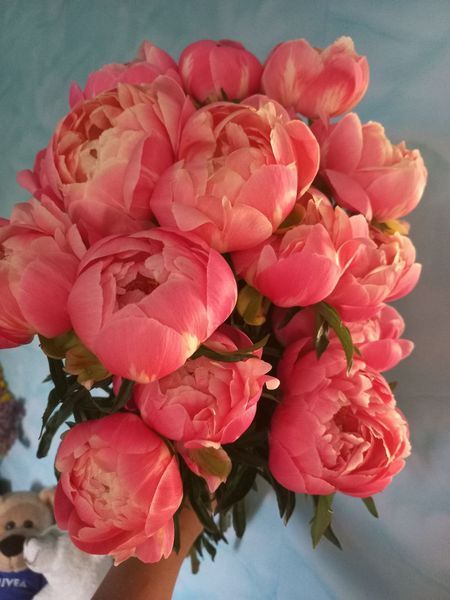 Coral charm 3/5 0005 фото