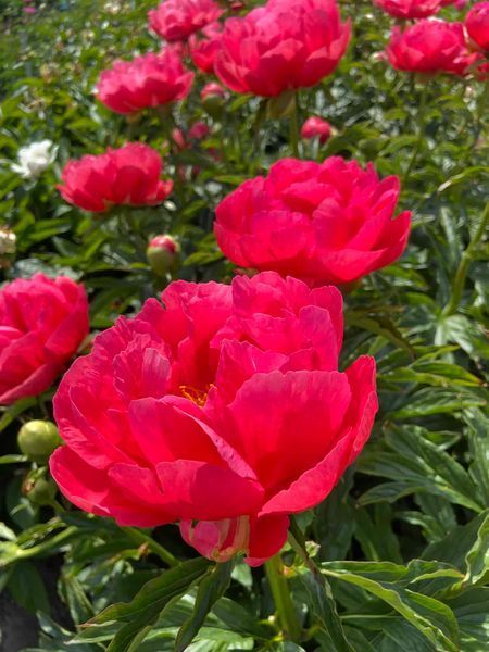 Coral Magic 3/5 0356 фото