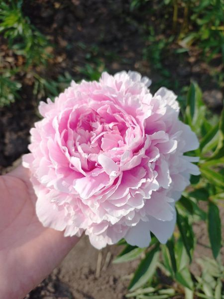 Sarah Bernhardt 3/5 0056 фото