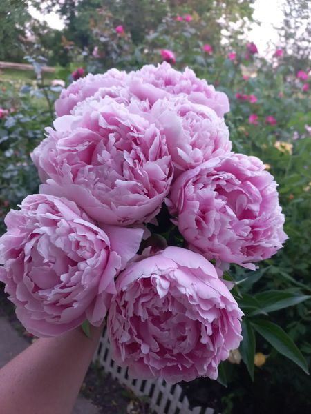 Sarah Bernhardt 3/5 0056 фото