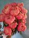 Coral charm 3/5 0005 фото 1