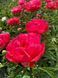 Coral Magic 3/5 0356 фото 2