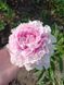 Sarah Bernhardt 3/5 0056 фото 4