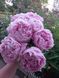 Sarah Bernhardt 3/5 0056 фото 6
