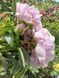Sarah Bernhardt 3/5 0056 фото 3