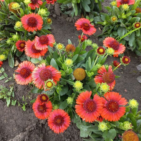 Гайлардія SpinTop&trade; red 0106 фото