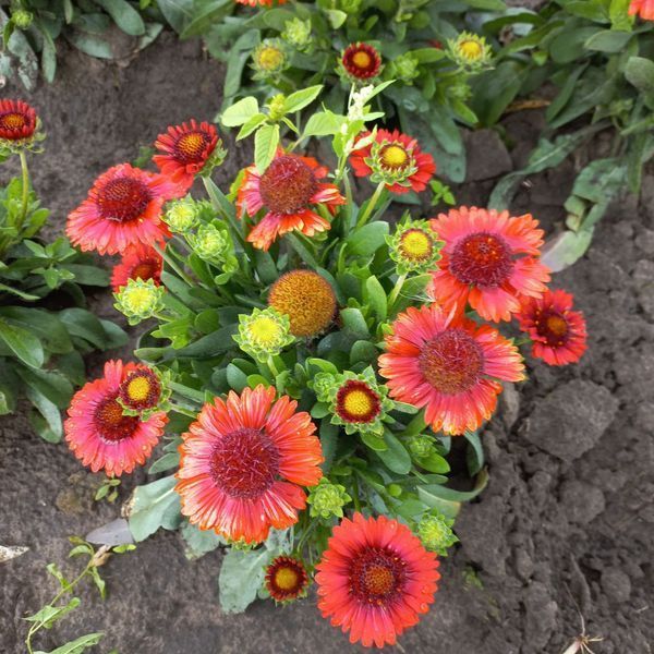Гайлардія SpinTop&trade; red 0106 фото