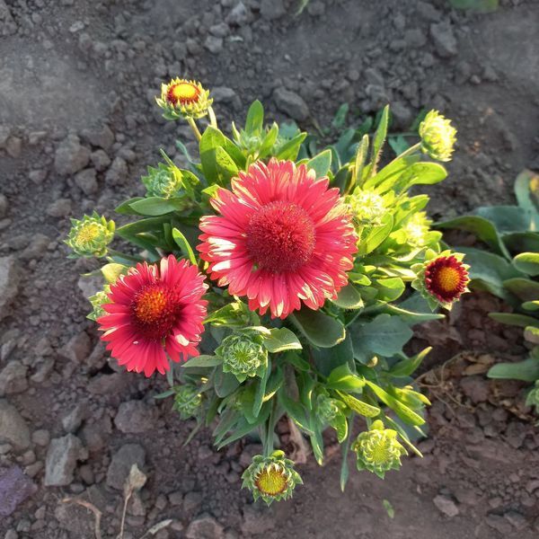 Гайлардія SpinTop&trade; red 0106 фото