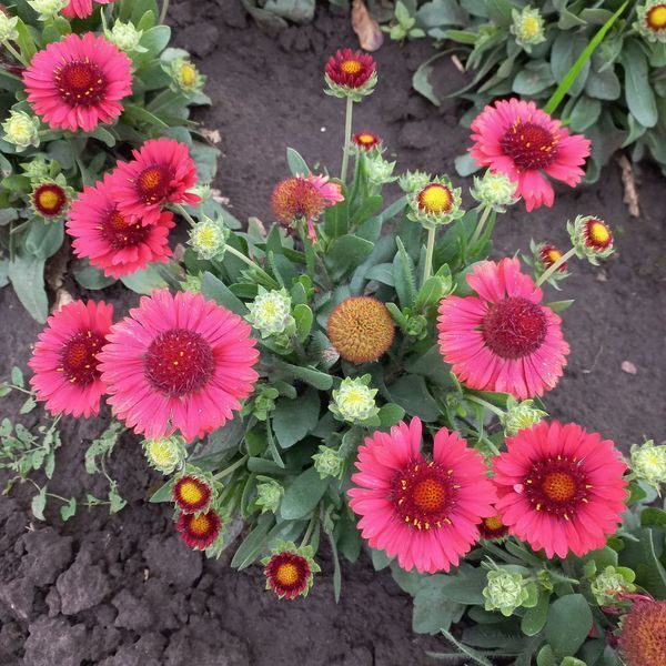 Гайлардія SpinTop&trade; red 0106 фото